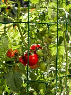 Tomato Cages, Set Of 4 12 Tomato Cages, Set Of 4 -Garden Sales 34182 588 tif