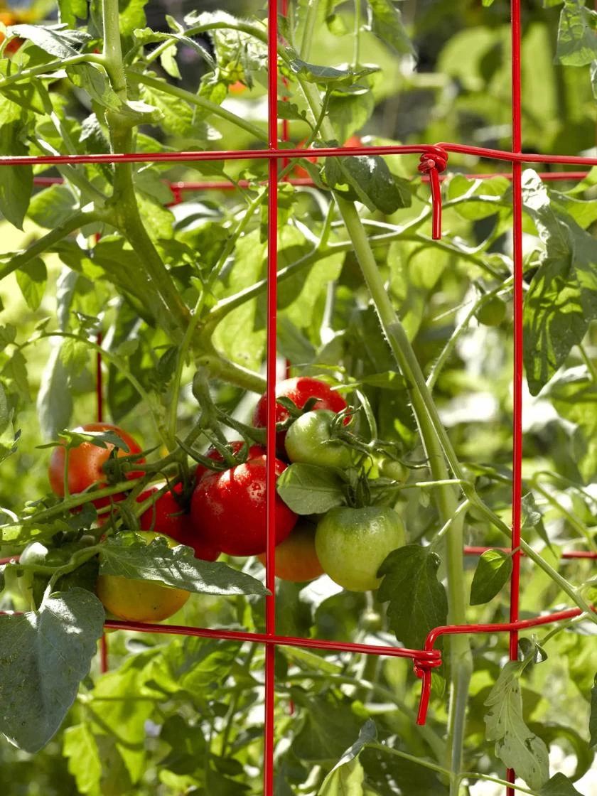Tomato Cages, Set Of 4 5 Tomato Cages, Set Of 4 - Image 3