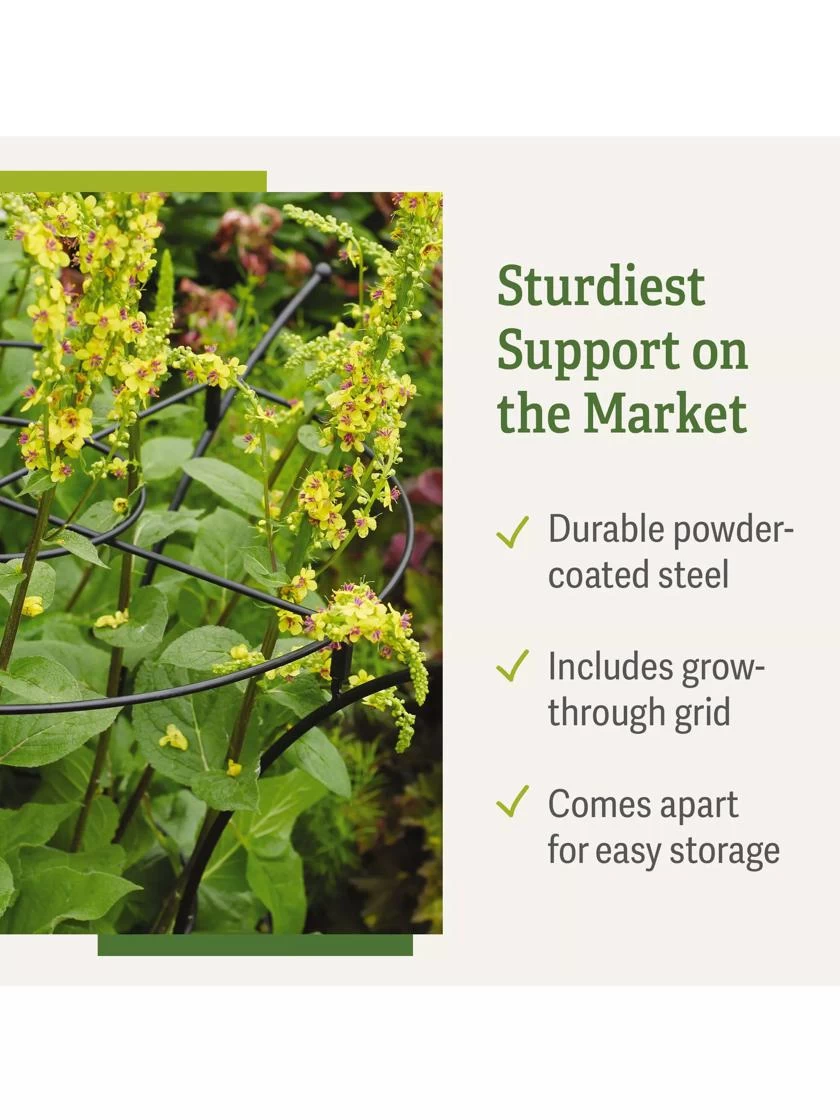 Essex Plant Supports 8 Essex Plant Supports - Image 7