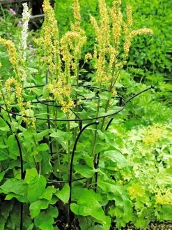 Essex Plant Supports 12 Essex Plant Supports -Garden Sales 37423 200 tif