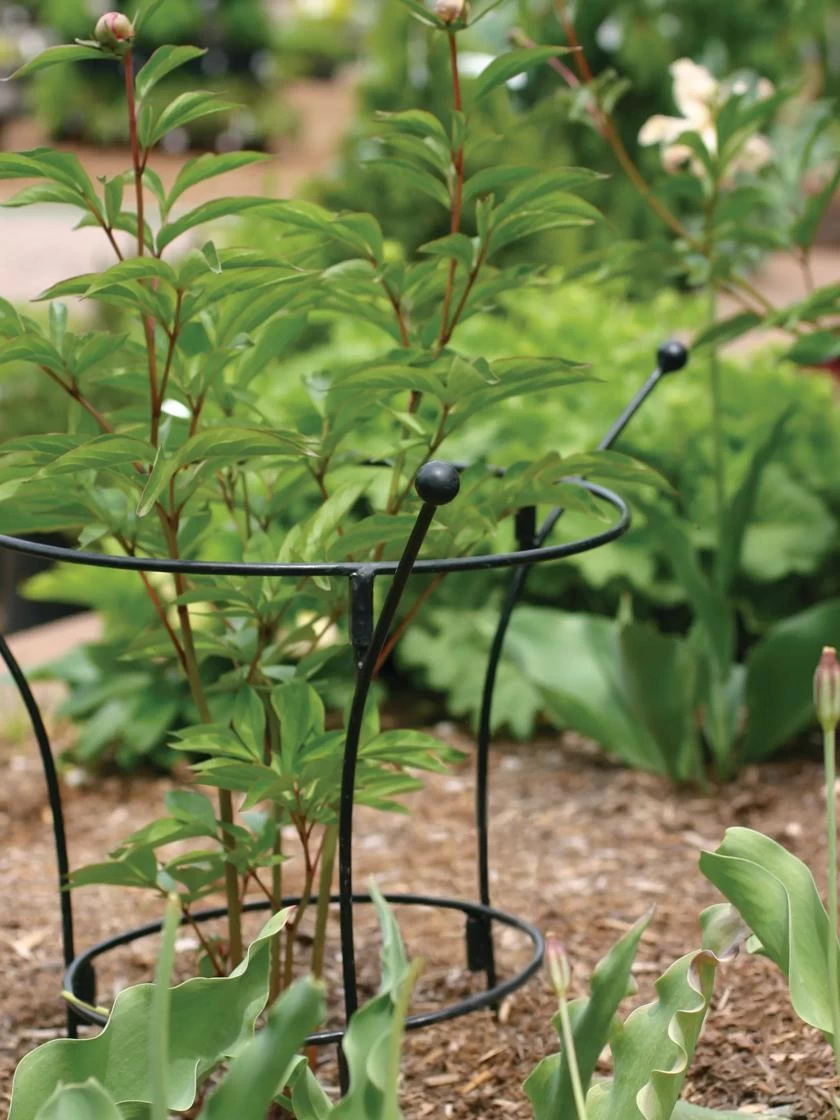 Essex Plant Supports 3 Essex Plant Supports - Image 2