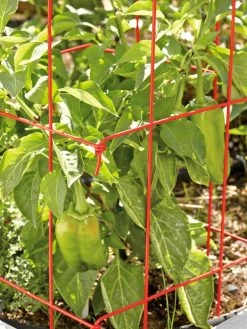 Pepper And Eggplant Cages, Set Of 3 -Garden Sales 37464 567 tif