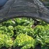 Shade Nets 1 Shade Nets -Garden Sales 38556 0191 tif
