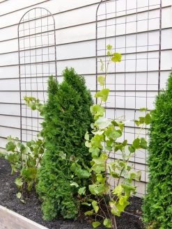 Jardin Flower Trellis 7 Jardin Flower Trellis -Garden Sales 38689 6002 tif