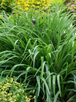 Jardin Bird Cage Support, 26" 9 Jardin Bird Cage Support, 26" -Garden Sales 39 521 0073 tif