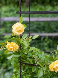 Jardin Round Obelisk, 7' -Garden Sales 39 530 0052 tif