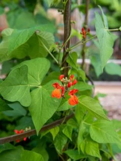 Jardin Tower 11 Jardin Tower -Garden Sales 3 4 crop 8612997 0059