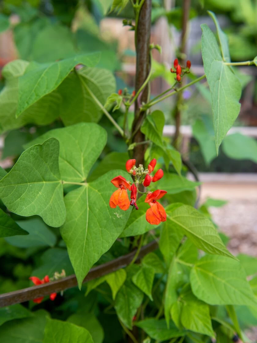 Jardin Tower 6 Jardin Tower - Image 4