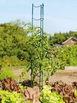 Stacking Tomato Ladders, Set Of 6 9 Stacking Tomato Ladders, Set Of 6 -Garden Sales 40309 100 tif