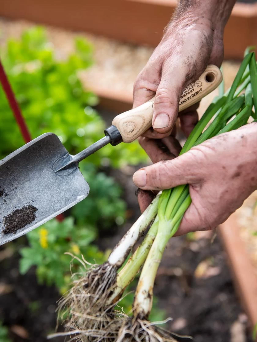 Gardener's Lifetime Trowel 5 Gardener's Lifetime Trowel - Image 3