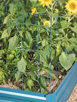 Pepper And Eggplant Cages, Set Of 3 -Garden Sales 8587048 9792 tif