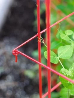 Tall Expandable Pea Trellis -Garden Sales 8587061 010 tif