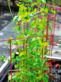 Expandable Pea Trellis 8 Expandable Pea Trellis -Garden Sales 8587061 100 tif