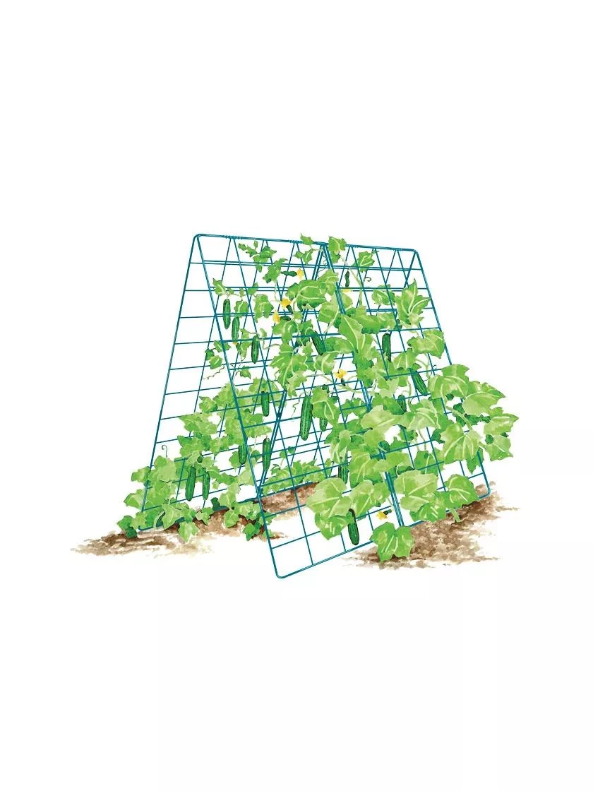 Deluxe Cucumber Trellis 10 Deluxe Cucumber Trellis - Image 8