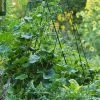 Deluxe Cucumber Trellis 2 Deluxe Cucumber Trellis -Garden Sales 8587083 01IN