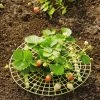 Strawberry Supports, Set Of 6 1 Strawberry Supports, Set Of 6 -Garden Sales 8587970 1039 tif