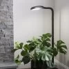 Agrobrite Floor Plant Lamp -Garden Sales 8592053 0215 tif