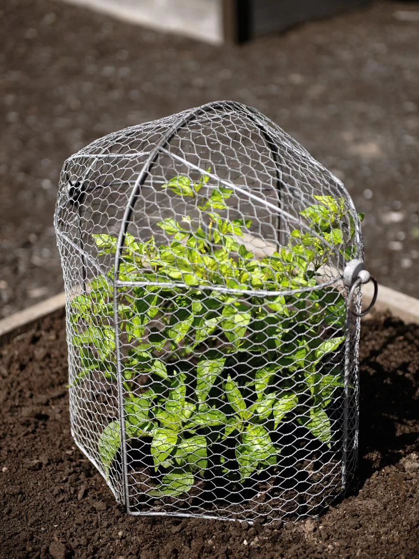 3-in-1 Chicken Wire Cloche 4 3-in-1 Chicken Wire Cloche - Image 2