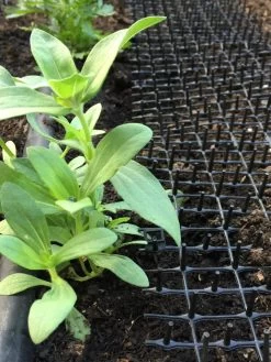 Cat Scat Mat 10 Cat Scat Mat -Garden Sales 8592448 03CUST tif