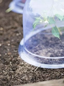 Medium Garden Cloches, Set Of 6 8 Medium Garden Cloches, Set Of 6 -Garden Sales 8593985 9441 tif