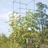 Mammoth Tomato Towers, Set Of 2 1 Mammoth Tomato Towers, Set Of 2 -Garden Sales 8595740 4437 tif