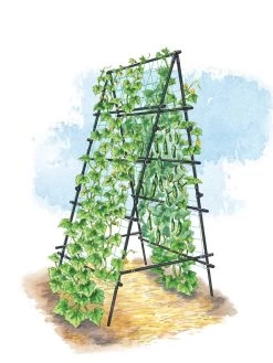 Titan A-Frame Trellis -Garden Sales 8595755 TitanAFrame art tif