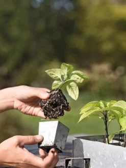 Galvanized Seed Starting Tray -Garden Sales 8595893 4378 tif