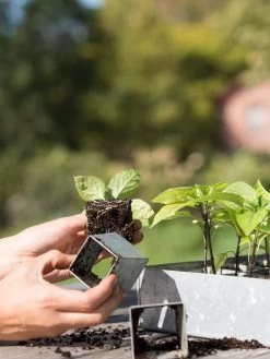 Galvanized Seed Starting Tray -Garden Sales 8595893 4382 tif