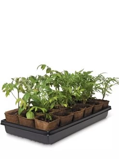 3-1/2” Square Biodegradable Pots & Tray Set 7 3-1/2” Square Biodegradable Pots & Tray Set -Garden Sales 8595968 3916 tif