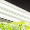 LED SunLite® High Intensity Fixture -Garden Sales 8596021 3125 tif
