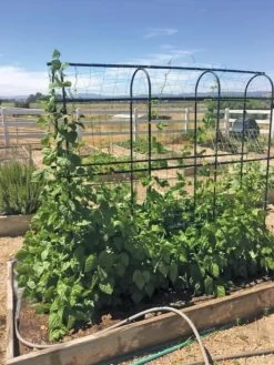 Titan Pea Tunnel 10 Titan Pea Tunnel -Garden Sales 8596275 01CUST tif