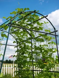 Titan Squash Tunnel 19 Titan Squash Tunnel -Garden Sales 8596276 0122 tif