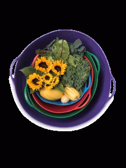 Colorful Tubtrug, 7 Gallon 7 Colorful Tubtrug, 7 Gallon -Garden Sales 8599088 20GalTubTrug gif