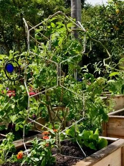 Gardener's Vertex Lifetime Pepper And Eggplant Cage -Garden Sales 8599554 01CUST tif