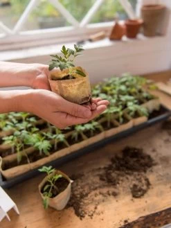 Paper Pots, 50 Cell -Garden Sales 8599830 0507 tif