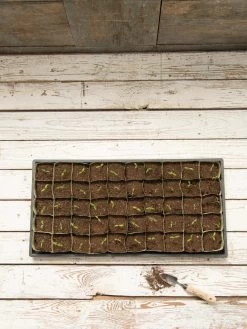 Paper Pots, 50 Cell -Garden Sales 8599830 18489 tif