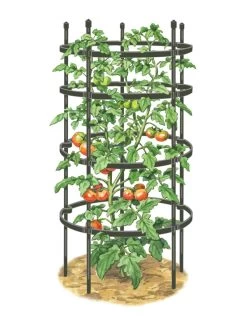 Titan Tomato Cages, Set Of 3 13 Titan Tomato Cages, Set Of 3 -Garden Sales 8599861 0001 art tif