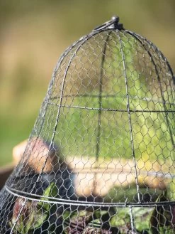 Chicken Wire Cloche With Extension -Garden Sales 8600116 0607 tif