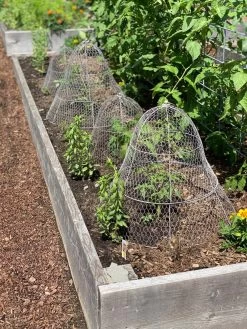 Chicken Wire Cloche With Extension -Garden Sales 8600116 4930 tif