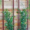 Ina Modern Wall Trellis Sr. 1 Ina Modern Wall Trellis Sr. -Garden Sales 8600510 05V tif