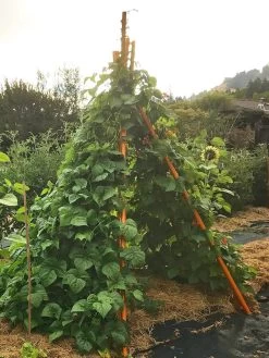 Annabel Tipi Trellis 12 Annabel Tipi Trellis -Garden Sales 8600521 02V tif