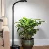 Agrobrite Floor LED Plant Lamp 1 Agrobrite Floor LED Plant Lamp -Garden Sales 8608870 0308 tif