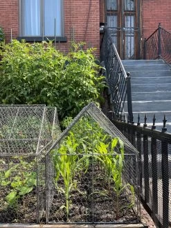 Chicken Wire Crop Coop 25 Chicken Wire Crop Coop -Garden Sales 8609080 02CUST tif