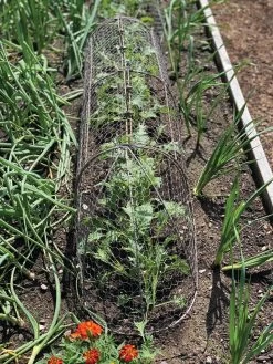 Chicken Wire Row Cloche Expandable Extra Large 3N1 -Garden Sales 8609412 5903 tif