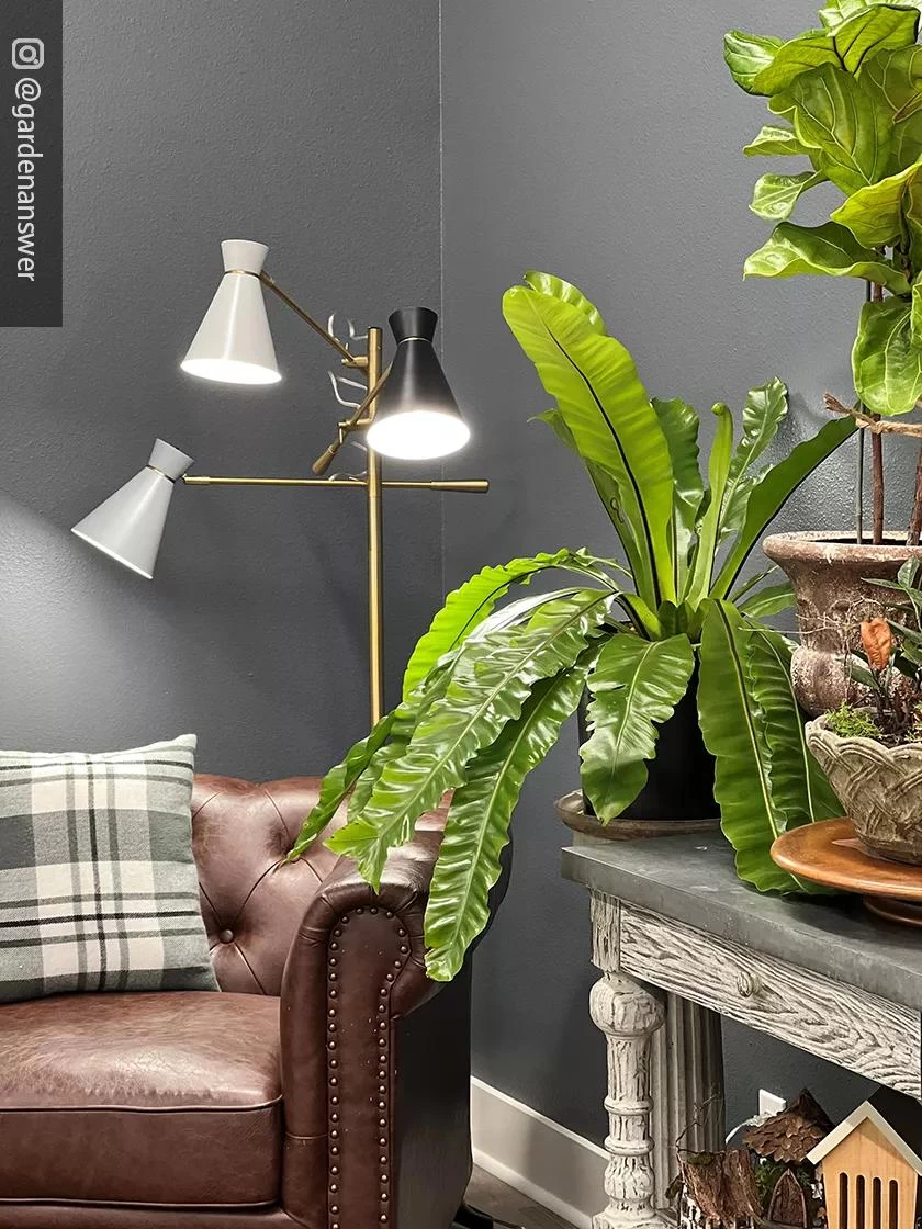 Adjustable 3-Arm Grow Lamp 8 Adjustable 3-Arm Grow Lamp - Image 6