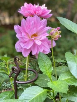 Arden Single Stem Supports, Set Of 2 9 Arden Single Stem Supports, Set Of 2 -Garden Sales 8610375 5703 tif