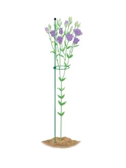 Peacock Mini Plant Support Rings 4", Set Of 2 12 Peacock Mini Plant Support Rings 4", Set Of 2 -Garden Sales 8610386 peacock4x36