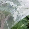 Ventilated Row Cover, 6.5' X 32.5' -Garden Sales 8610390 0647 tif