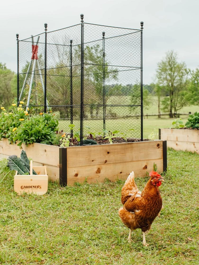 Tall Chicken Wire Critter Fence With Gate 6 Tall Chicken Wire Critter Fence With Gate - Image 4