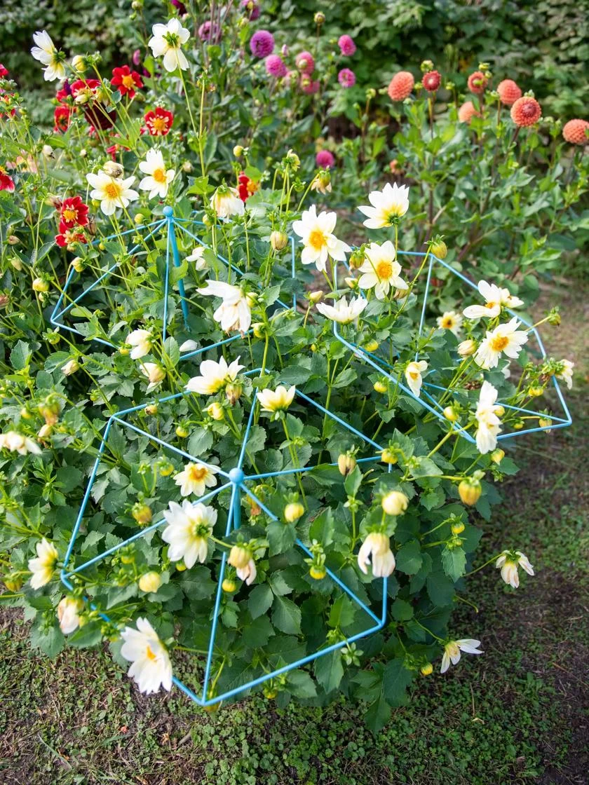 Parasol Plant Supports, Set Of 3 4 Parasol Plant Supports, Set Of 3 - Image 2